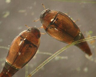 <i>Hydroscapha natans</i> Species of beetle