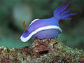 Thumbnail for File:Hypselodoris bullocki.JPG