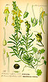 Linaria vulgaris plate 496 A. in: Otto Wilhelm Thomé: Flora von Deutschland, Österreich u.d. Schweiz, Gera (1885)