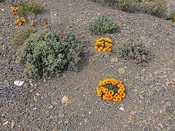 Karoo a la primavera prop de Laingsburg