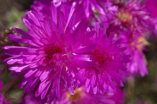 <i>Lampranthus multiradiatus</i> Species of plant