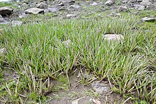 L. uniflora growing at the banks of a sandy pool LittorellaUniflora.jpg