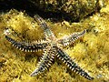 Bradavičasta zvezda (Marthasterias glacialis) red Forcipulatida