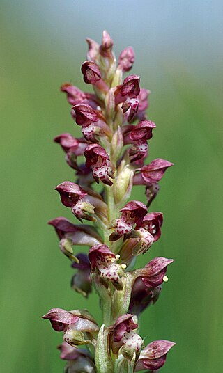 <i>Anacamptis coriophora</i> Species of flowering plant