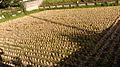 Paddy field stump after harvest in Japan