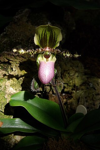 <i>Paphiopedilum glaucophyllum</i> Species of orchid