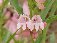 Penstemon bridgesii