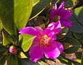 Pereskia grandifolia