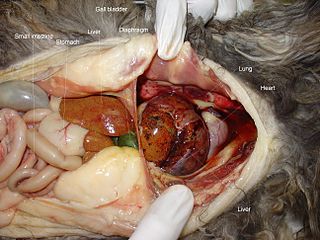 <span class="mw-page-title-main">Diaphragmatic hernia</span> Medical condition