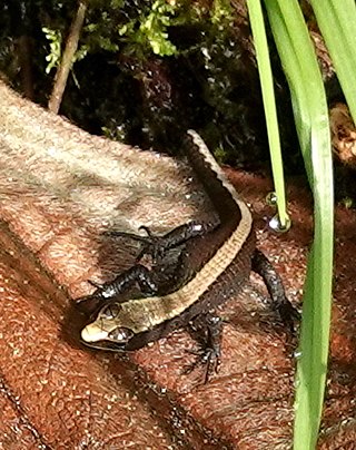 <i>Pholidobolus</i> Genus of lizards