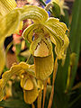 Phragmipedium 'Penn's Creek Cascade' (Phragmipedium × grande × Phragmipedium wallisii)