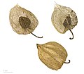 Physalis peruviana