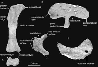 <i>Rocasaurus</i> Genus of titanosaurian sauropod from the Late Cretaceous period