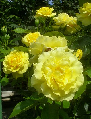 <span class="mw-page-title-main">Floribunda (rose)</span> Flowering plant cultivar