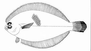 <i>Etropus microstomus</i> Species of fish