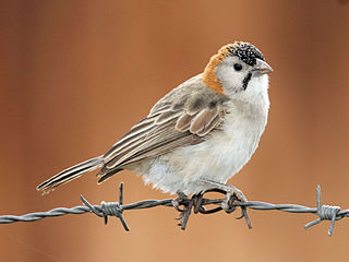 <span class="mw-page-title-main">Speckle-fronted weaver</span> Species of bird