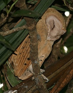 <span class="mw-page-title-main">Red owl</span> Species of owl