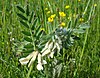 Vicia pannonica2 W.jpg