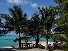 Beach, with palm trees in the foreground