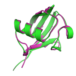 Ubiquitin-like protein Family of small proteins