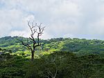 Look at a rain forest from above