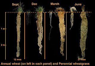 <span class="mw-page-title-main">Perennial grain</span> Grain crops that remain productive for two or more years without replanting