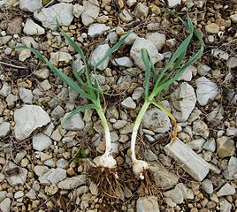 Allium polyanthum