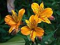 Alstroemeria aurantiaca