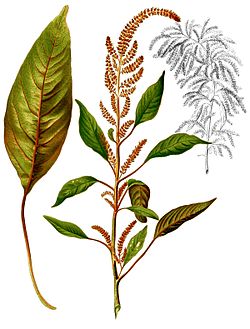 Verev rebashein Amaranthus cruentus