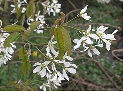 Kanadinė medlieva (Amelanchier canadensis)