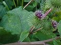 Arctium lappa (Grande bèrdainne)