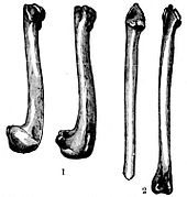 A sketch of four bones of the Great Auk, all long. The first two on the left are shorter and hook and fatten at the end, while the third is straight. The fourth has a nub on both ends.