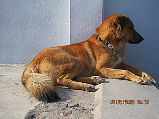 <span class="mw-page-title-main">Bakharwal dog</span> Dogbreed in Jammu and Kashmir, India