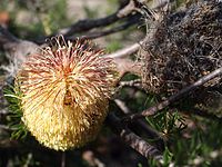 Banksia scabrella