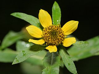 <i>Bidens cernua</i> Species of flowering plant in the daisy family Asteraceae