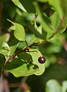 Gaylussacia baccata (versch. Gaylussacia-Arten haben ähnliche Früchte)