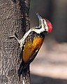 Black-rumped Flameback