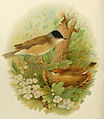 Pair with breeding female by Henrik Grönvold (1858–1940) in a book by Arthur G. Butler (d. 1925)