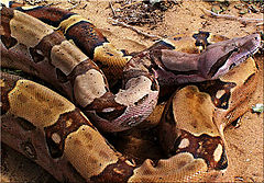 Боа удушвач (B. constrictor)