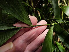 Rachis and leaflet bases with barbs