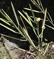 Cardamine impatiens (penuša nedotika) z luski