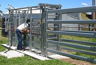 <span class="mw-page-title-main">Livestock crush</span> Strongly built livestock holding stall