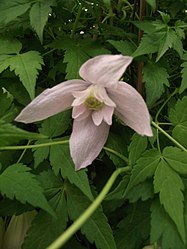 Clematis alpina 'Foxy'