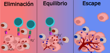 Esquema dividido en tres secciones, observando la eliminación, equilibrio y escape.