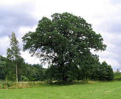 Březina ê kéng-sek