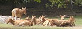 Een groep wijfjes in de Bronx Zoo