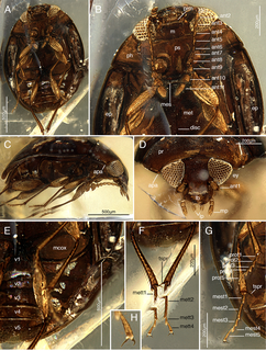 <span class="mw-page-title-main">Cyclaxyridae</span> Family of beetles