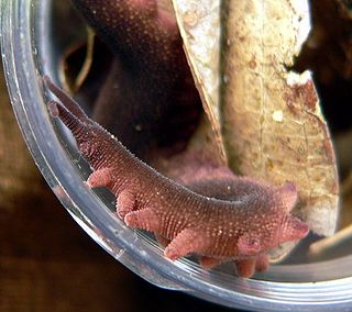 <i>Eoperipatus</i> Genus of velvet worms