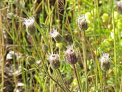 Asais jānītis (Erigeron acris)