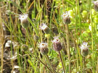 <i>Erigeron acer</i> Species of flowering plant in the daisy family Asteraceae